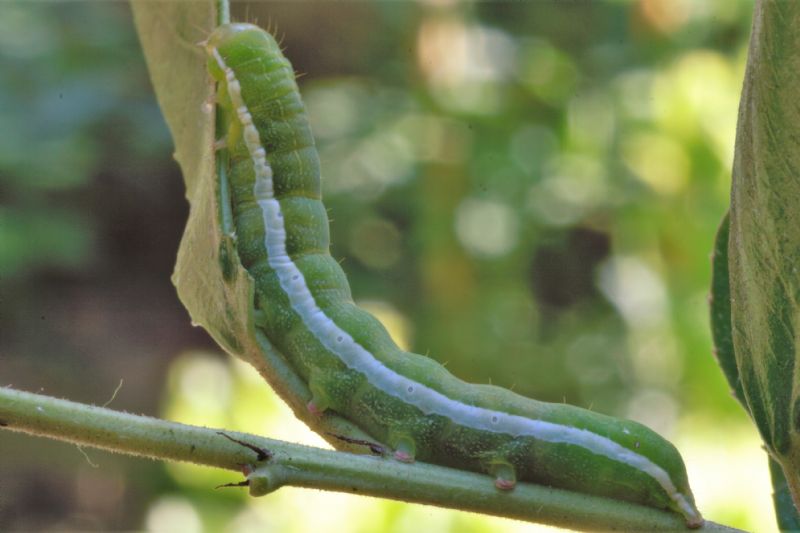 ID bruco:  Orthosia gothica